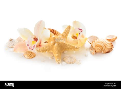 Shells Pebbles And Orchids Stock Photo Alamy