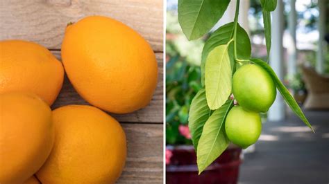 The Best Tips And Tricks For Growing Lemons In Your Own Garden Garden