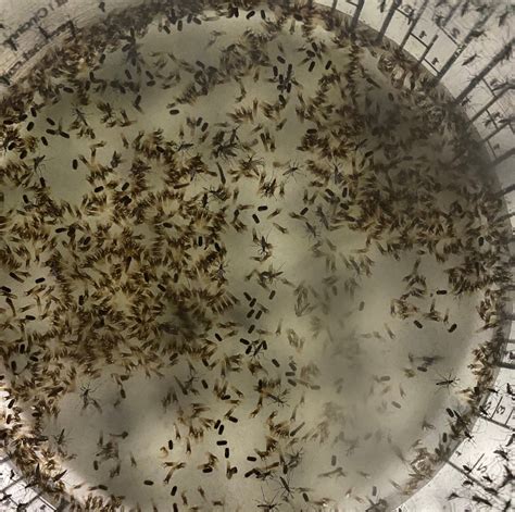 New Study Improves Sterile Insect Technique For Mosquitoes Department