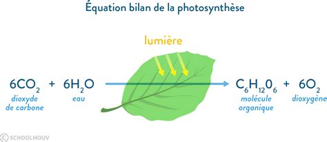 Les écosystèmes : des interactions dynamiques... cours 1ere - SVT