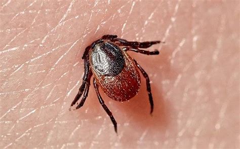 How To Protect Yourself From Boise Ticks