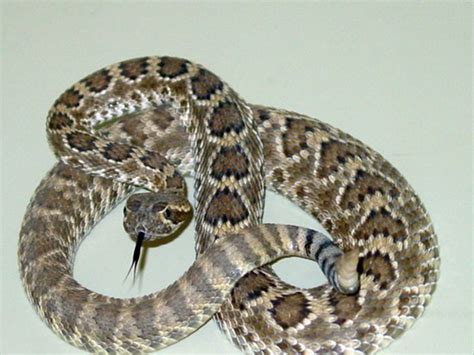 Crotalus scutulatus | Wiki | Everipedia