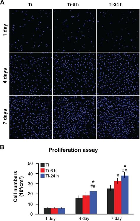 Cell Proliferation Assay A After One 4 And 7 Days Of Incubation