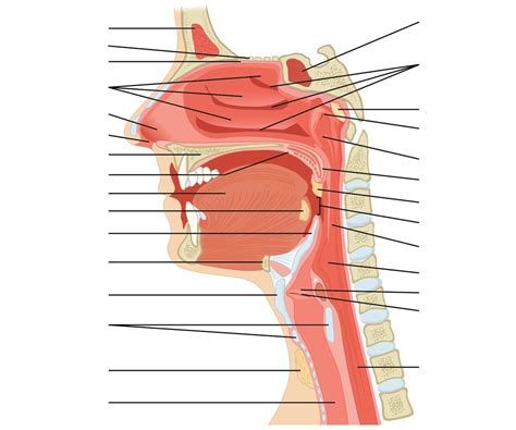 Exercise 22 Midsagittal Section Of The Head And Neck Part II Diagram