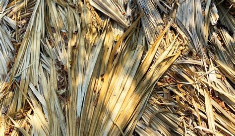 El Poderoso Huano Yucateco Una Planta Con Mil Usos