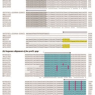 Figure S Clustal Omega Sequence Alignment Of The S Rrna And Groel