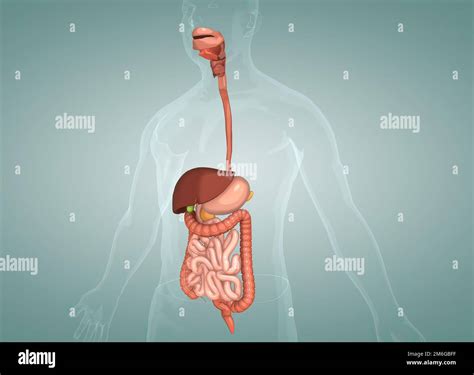 The Human Digestive System Consists Of The Gastrointestinal Tract Plus