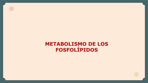 Solution Metabolismo De Fosfolipidos Studypool