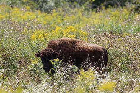 How To Hunt Bison