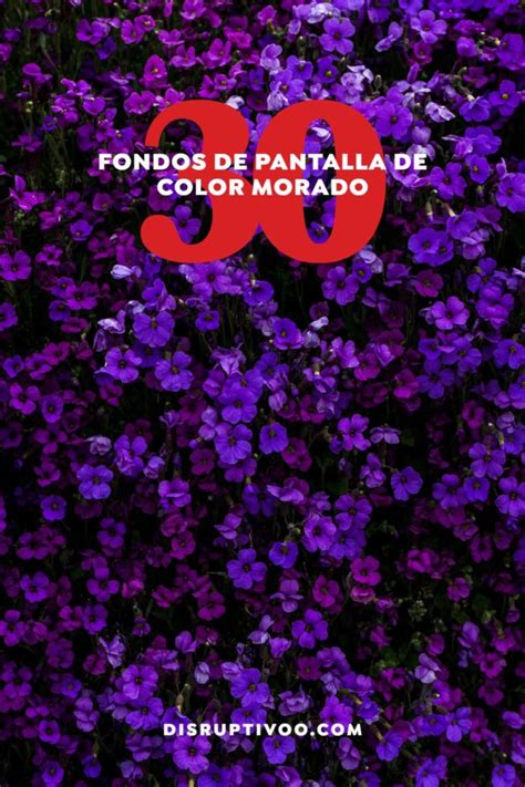 Los Mejores Fondos De Pantalla Morados