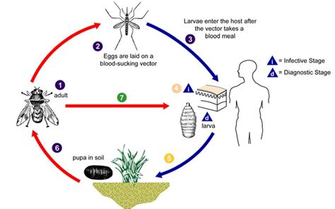 Botflies Are Nasty Parasites That Get Under Your Skin | HowStuffWorks