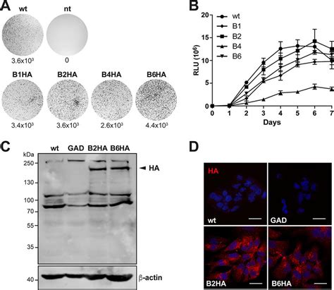 Replication Of HA Tagged Subgenomic HEV Replicons A Replication