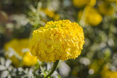 Yellow Marigolds in the Garden, Bouquet Flower. Stock Photo - Image of ...