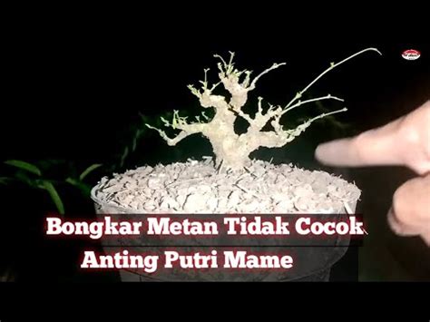 Proses Bahan Bonsai Anting Putri Mame YouTube