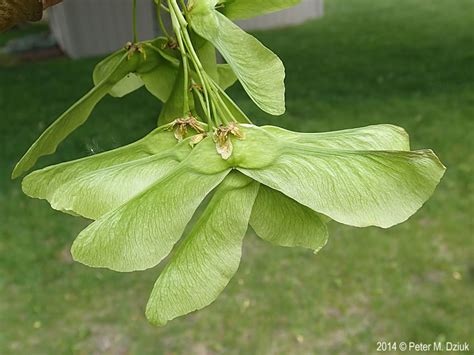 Acer platanoides (Norway Maple): Minnesota Wildflowers