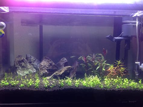 Need advice for a good background plants. | The Planted Tank Forum