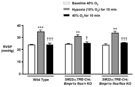 Smooth Muscle Protein 22alpha Mediated Patchy Deletion Of Bmpr1a