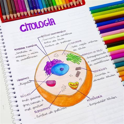 Mapa Mental Célula Animal E Vegetal ROAREDU