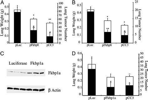 Functional Identification Of Distinct Sets Of Antitumor Activities