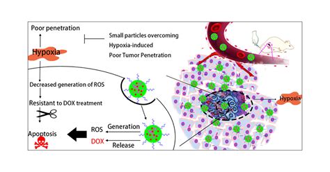 Rational Design Of Nanoparticles To Overcome Poor Tumor Penetration And