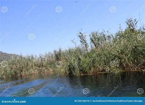 Azmak River In Akyaka District Of Mugla Stock Photo Image Of Aegean