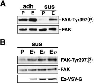 Determination Of FAK Tyr 397 Phosphorylation Level In LLC PK1 Cells A