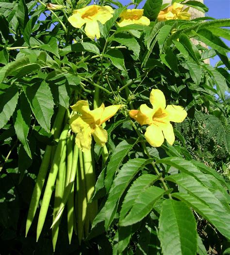 Tecoma Stans Flowers Pods Tecoma Stans Wikipedia La Enciclopedia