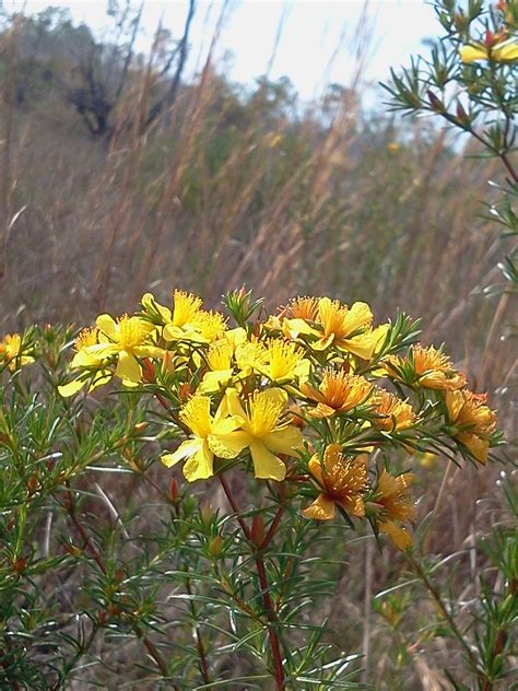 Peelbark St John S Wort Hypericum Fasciculatum Flickr