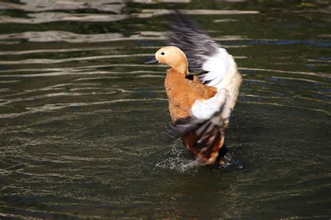 Ruddy Shelduck Duck Bird Free Photo On Pixabay Pixabay