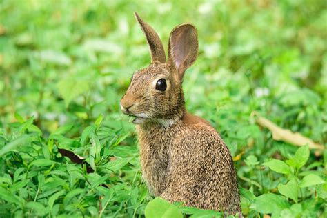 Cottontail Juvenile Cottontail Rabbit Hiding Between Japan Flickr