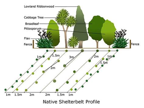 Shelter Belt For Windbreak And Flower Garden Plans