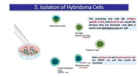 monoclonal antibody production  hybridoma technology pptx