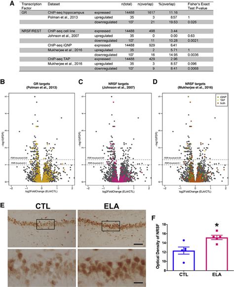 Glucocorticoid Receptor Gr And Neuron Restrictive Silencer Factor