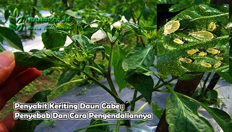 Penyakit Keriting Daun Cabe Penyebab Dan Cara Pengendaliannya