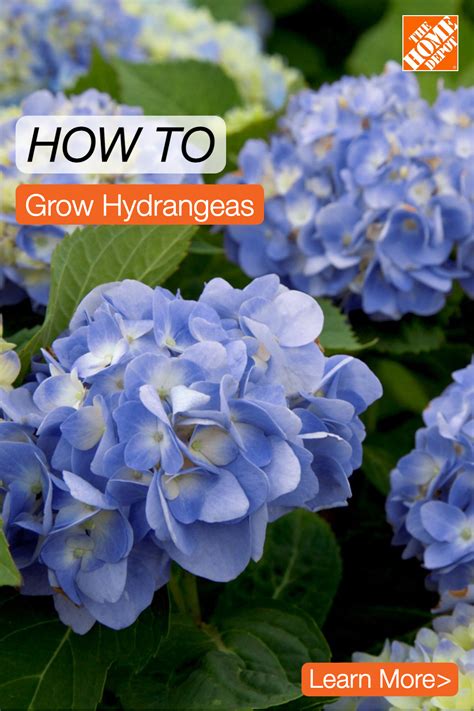 Learn How To Grow Beautiful Hydrangeas With The Home Depot Planting