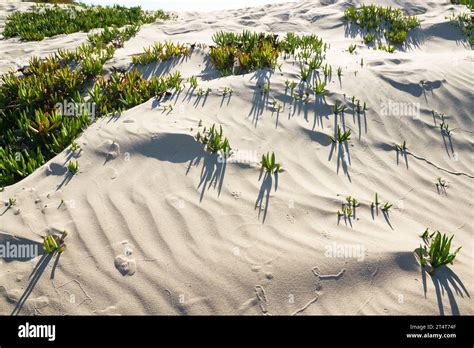 An Ice Plant On The Beach Sand Dunes And Native Plants California