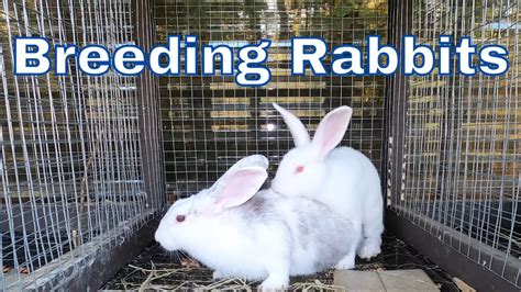 How To Breed Rabbits Rabbit Mating Meat Rabbits Youtube