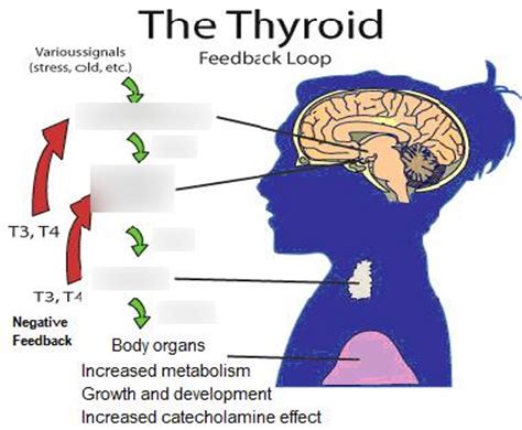 The Thyroid: Feedback Loop Diagram | Quizlet