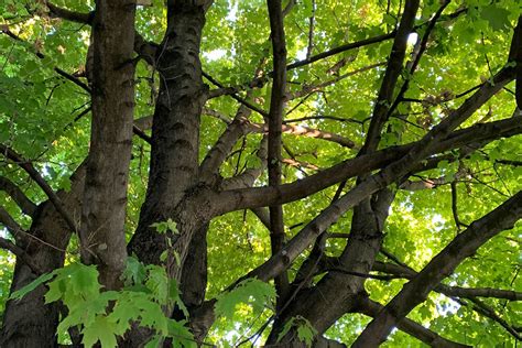 How Large Tree Canopies Reduce Summer Heat — Nashville Tree ...