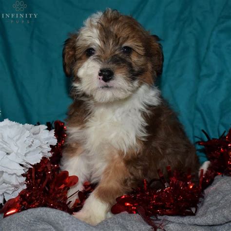 Sheltie Doodle Puppies For Sale • Adopt Your Puppy Today • Infinity Pups