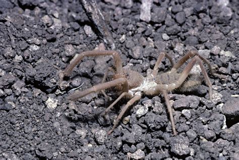 Camel Spiders, Order Solifugae