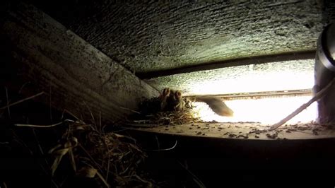 Birds Nesting In Our Attic Youtube