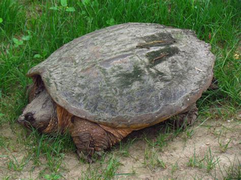 Turtles In Pennsylvania Species That Are Found Here