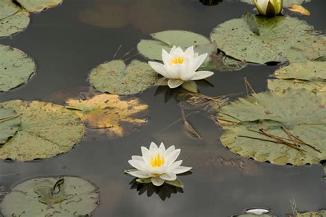 Wallpaper Leaves Reflection Green Yellow Pond Water Lilies Leaf