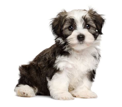 Cute Sitting Silver Sable Havanese Puppy Dog Stock Image Image Of