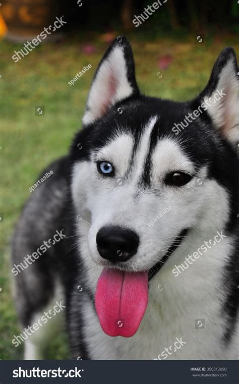 Can A Husky Have Black Eyes