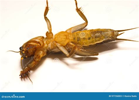 Grillo De Topo Gryllotalpidae Aislado En El Fondo Blanco Imagen De