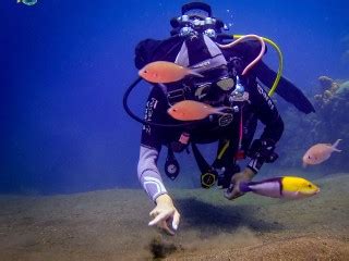 Explorer Les Fonds Marins De Gourbeyre