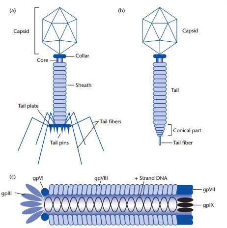 Examples Of Bacteriophages Structures Of A T B Lambda And C