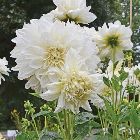 Dahlia White Perfection White Flower Farm White Dahlias Dahlia